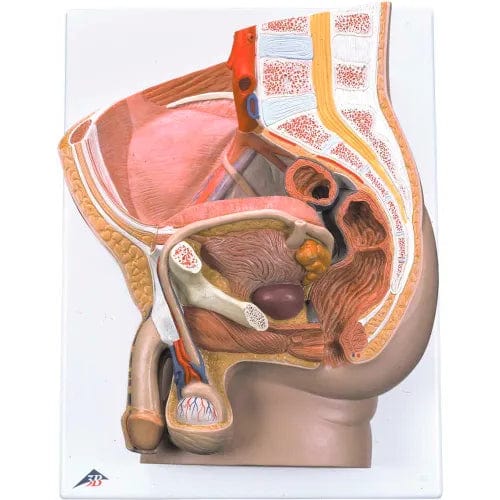 Centerline Dynamics Anatomical Model - Male Pelvis, 2-Part