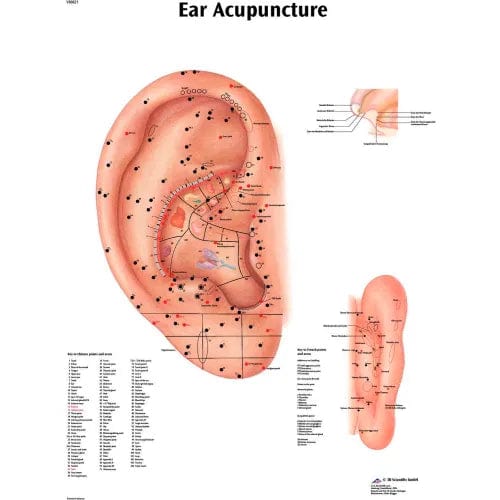 Centerline Dynamics Anatomical Models & Charts Anatomical Chart - Acupuncture Ear, Laminated