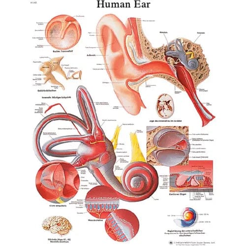 Centerline Dynamics Anatomical Models & Charts Anatomical Chart - Ear, Laminated