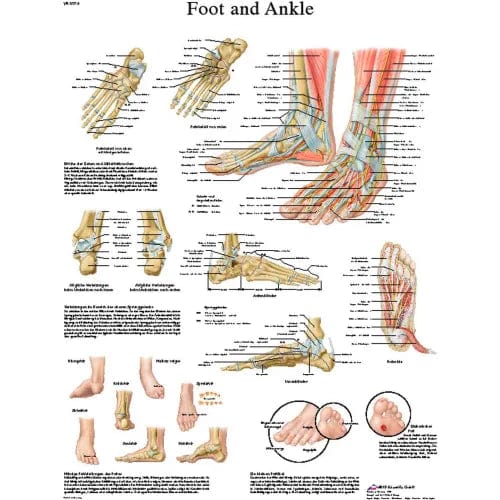 Centerline Dynamics Anatomical Models & Charts Anatomical Chart - Foot & Ankle, Sticky Back