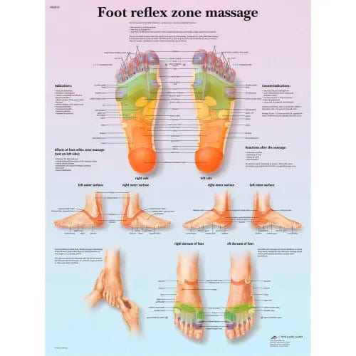 Centerline Dynamics Anatomical Models & Charts Anatomical Chart - Foot Massage, Reflex Zone, Laminated