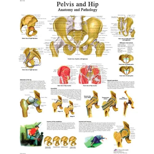 Centerline Dynamics Anatomical Models & Charts Anatomical Chart - Hip & Pelvis, Laminated