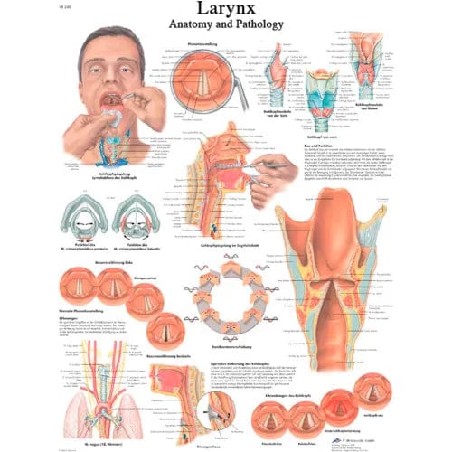 Centerline Dynamics Anatomical Models & Charts Anatomical Chart - Larynx, Laminated