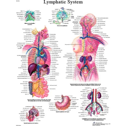 Centerline Dynamics Anatomical Models & Charts Anatomical Chart - Lymphatic System, Laminated