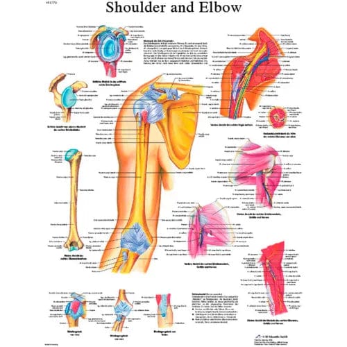 Centerline Dynamics Anatomical Models & Charts Anatomical Chart - Shoulder & Elbow, Laminated