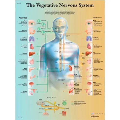 Centerline Dynamics Anatomical Models & Charts Anatomical Chart - Vegetative Nervous System, Laminated