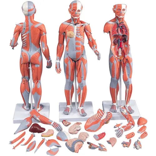 Centerline Dynamics Anatomical Models & Charts Anatomical Model - 1/2 Life Size Complete Dual Sex Muscle Figure, 33-Part