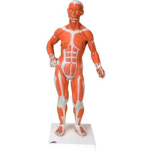 Centerline Dynamics Anatomical Models & Charts Anatomical Model - 1/4 Life Size Muscle Figure, 2-Part