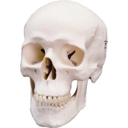 Centerline Dynamics Anatomical Models & Charts Anatomical Model - Classic Skull, 3-Part