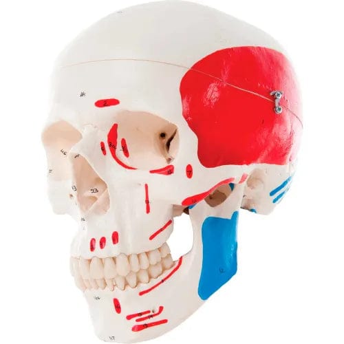 Centerline Dynamics Anatomical Models & Charts Anatomical Model - Classic Skull, 3-Part Painted