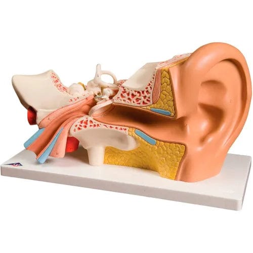 Centerline Dynamics Anatomical Models & Charts Anatomical Model - Deluxe Ear, 4-Part (3X Size)