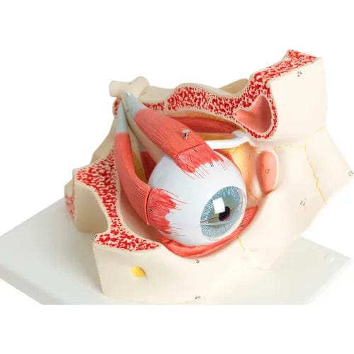 Centerline Dynamics Anatomical Models & Charts Anatomical Model - Deluxe Eye, 7-Part (3X Size)