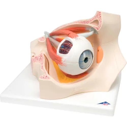 Centerline Dynamics Anatomical Models & Charts Anatomical Model - Deluxe Eye, 7-Part (3X Size)