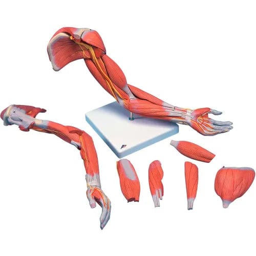 Centerline Dynamics Anatomical Models & Charts Anatomical Model - Deluxe Muscular Arm, 6-Part