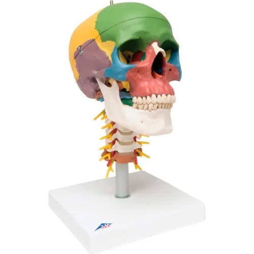 Centerline Dynamics Anatomical Models & Charts Anatomical Model - Didactic Skull, 4-Part, on Cervical Spine
