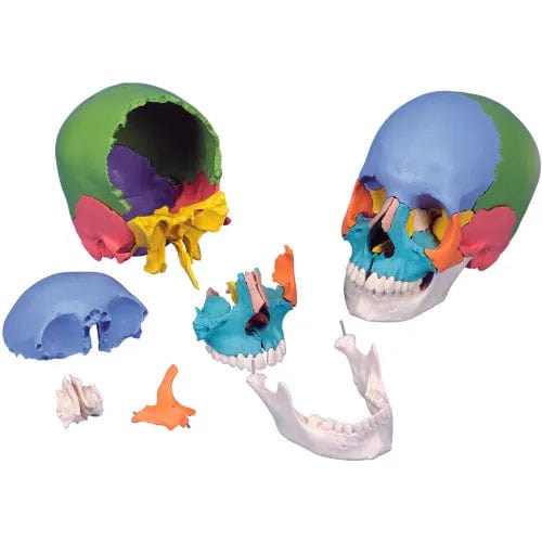 Centerline Dynamics Anatomical Models & Charts Anatomical Model - Didactic Skull, Beauchene 22-Part