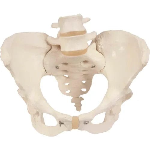 Centerline Dynamics Anatomical Models & Charts Anatomical Model - Female Pelvic Skeleton with Movable Femur Heads