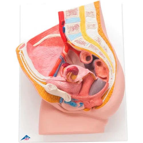 Centerline Dynamics Anatomical Models & Charts Anatomical Model - Female Pelvis, 2-Part