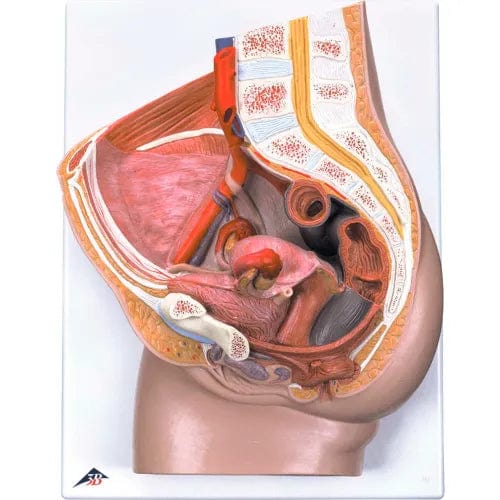 Centerline Dynamics Anatomical Models & Charts Anatomical Model - Female Pelvis, 3-Part with Ligaments