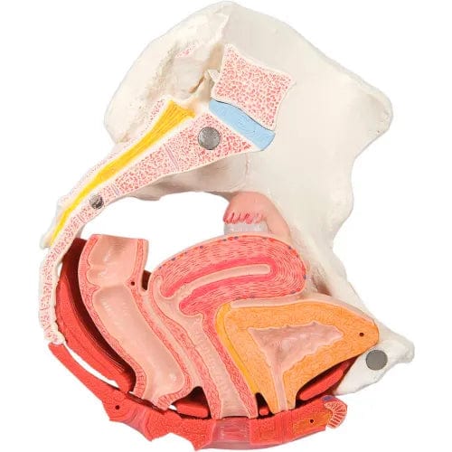 Centerline Dynamics Anatomical Models & Charts Anatomical Model - Female Pelvis, 4-Part with Ligaments