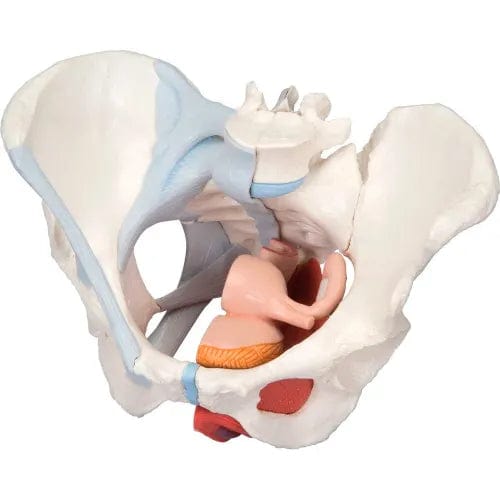 Centerline Dynamics Anatomical Models & Charts Anatomical Model - Female Pelvis, 4-Part with Ligaments