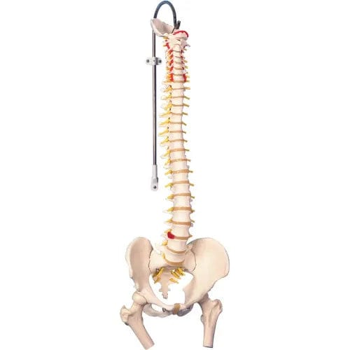 Centerline Dynamics Anatomical Models & Charts Anatomical Model - Flexible Spine, Classic, Femur Heads