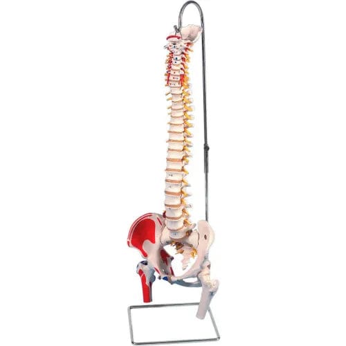 Centerline Dynamics Anatomical Models & Charts Anatomical Model - Flexible Spine, Classic, Femur Heads, Painted