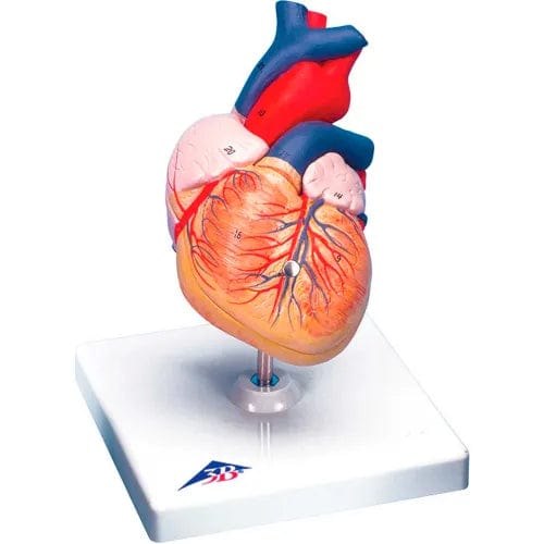 Centerline Dynamics Anatomical Models & Charts Anatomical Model - Heart, 2-Part