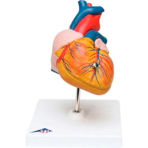 Centerline Dynamics Anatomical Models & Charts Anatomical Model - Heart, 2-Part