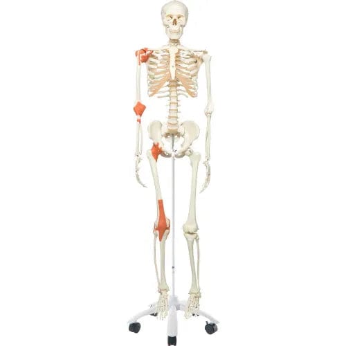 Centerline Dynamics Anatomical Models & Charts Anatomical Model - Leo The Ligament Skeleton on Roller Stand