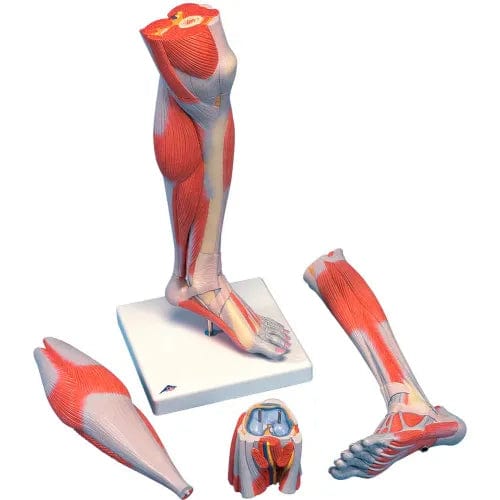 Centerline Dynamics Anatomical Models & Charts Anatomical Model - Life Size Lower Muscle Leg with Detachable Knee, 3-Part