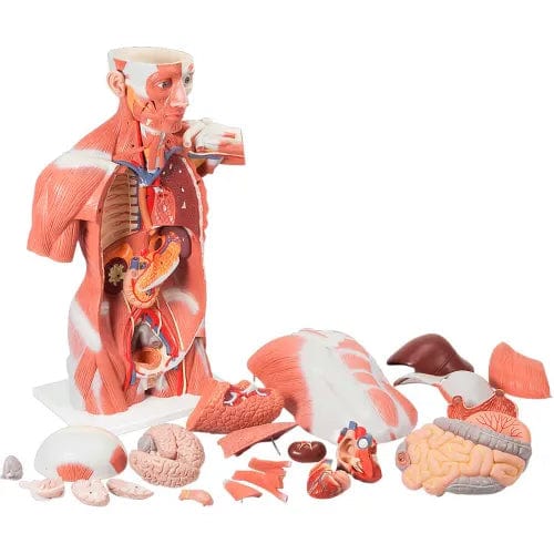 Centerline Dynamics Anatomical Models & Charts Anatomical Model - Life Size Muscle Torso, 27-Part