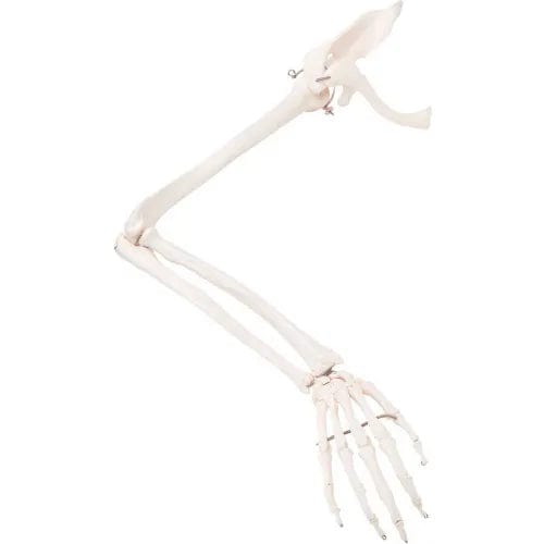 Centerline Dynamics Anatomical Models & Charts Anatomical Model - Loose Bones, Arm Skeleton with Scapula and Clavicle, Right