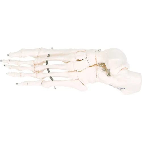Centerline Dynamics Anatomical Models & Charts Anatomical Model - Loose Bones, Foot Skeleton, Left