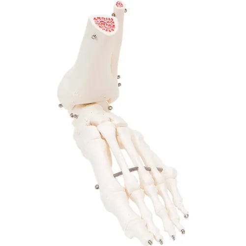 Centerline Dynamics Anatomical Models & Charts Anatomical Model - Loose Bones, Foot Skeleton with Ankle, Left