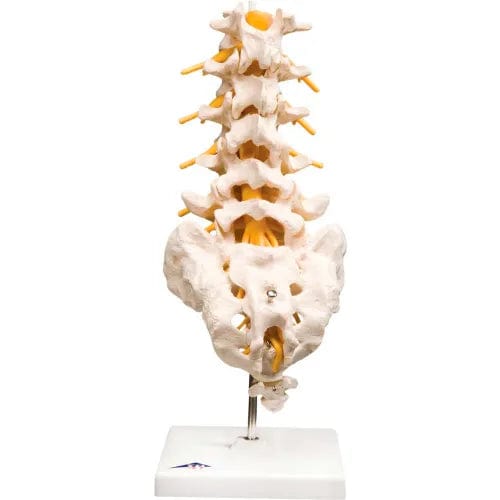Centerline Dynamics Anatomical Models & Charts Anatomical Model - Lumbar Spinal Column