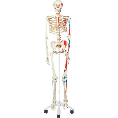 Centerline Dynamics Anatomical Models & Charts Anatomical Model - Max The Muscle Skeleton on Roller Stand