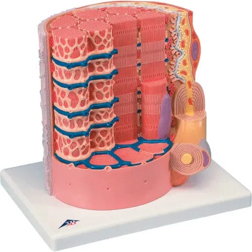 Centerline Dynamics Anatomical Models & Charts Anatomical Model - Microanatomy™ Muscle Fiber - 10,000 Times Magnified