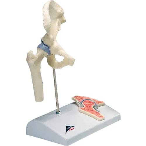 Centerline Dynamics Anatomical Models & Charts Anatomical Model - Mini Hip Joint with Cross Section of Bone on Base