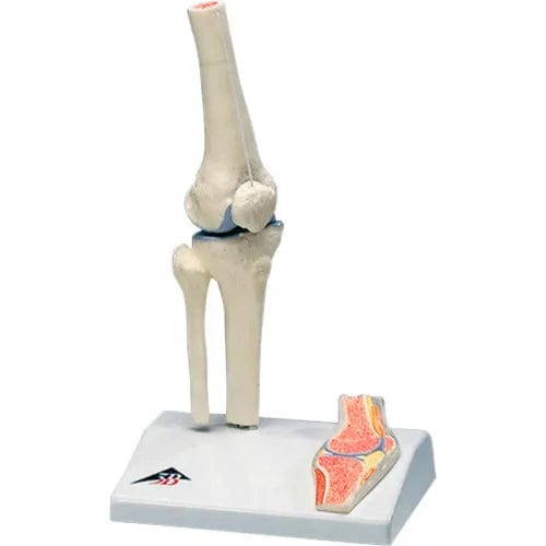 Centerline Dynamics Anatomical Models & Charts Anatomical Model - Mini Knee Joint with Cross Section of Bone on Base