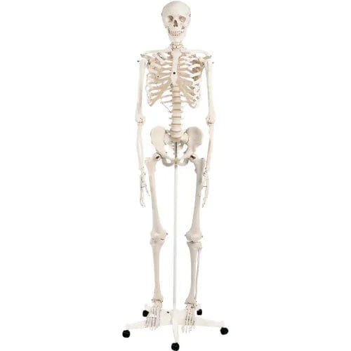 Centerline Dynamics Anatomical Models & Charts Anatomical Model - Stan The Classic Skeleton on Roller Stand