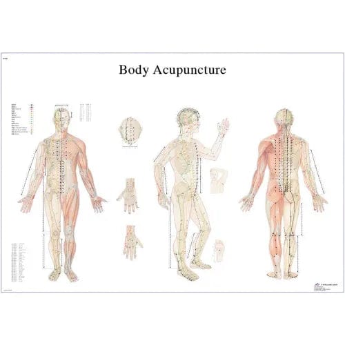 Centerline Dynamics Anatomical Models & Charts Anatomical Chart - Acupuncture Body, Paper