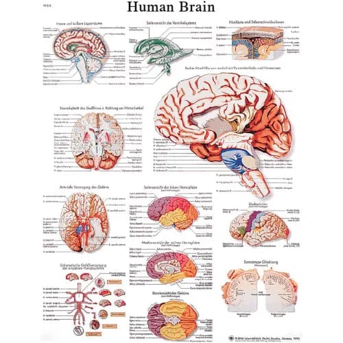 Centerline Dynamics Anatomical Models & Charts Anatomical Chart - Brain, Sticky Back