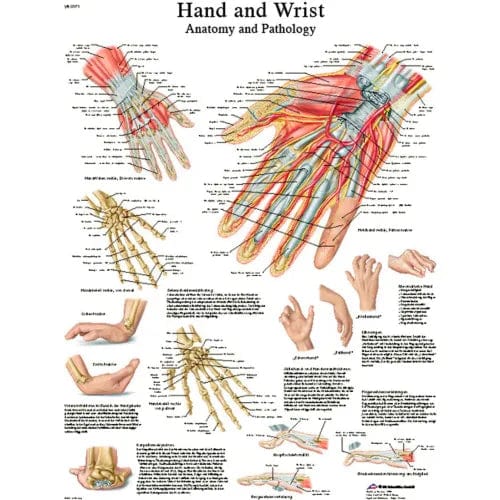 Centerline Dynamics Anatomical Models & Charts Anatomical Chart - Hand & Wrist, Laminated