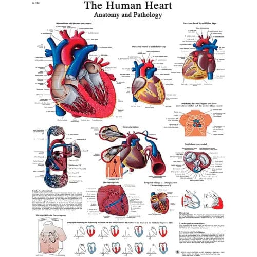 Centerline Dynamics Anatomical Models & Charts Anatomical Chart - Heart, Sticky Back