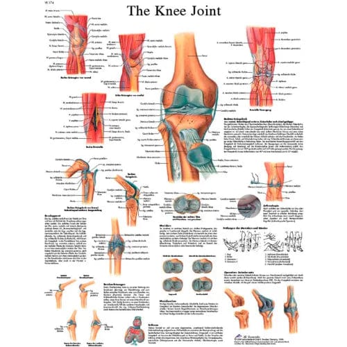 Centerline Dynamics Anatomical Models & Charts Anatomical Chart - Knee Joint, Sticky Back