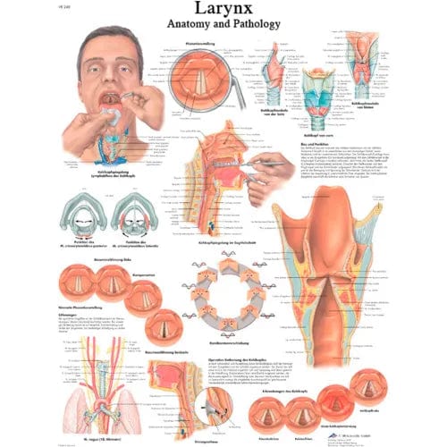 Centerline Dynamics Anatomical Models & Charts Anatomical Chart - Larynx, Laminated