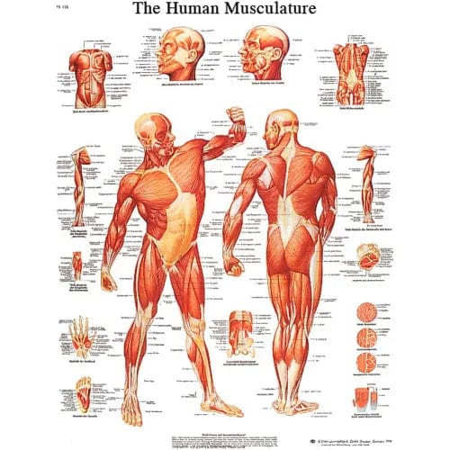 Centerline Dynamics Anatomical Models & Charts Anatomical Chart - Musculature, Sticky Back