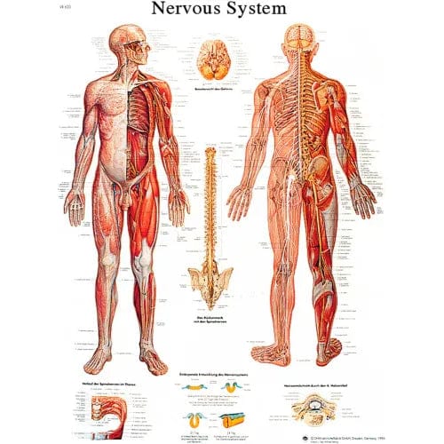 Centerline Dynamics Anatomical Models & Charts Anatomical Chart - Nervous System Chart, Laminated