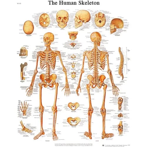 Centerline Dynamics Anatomical Models & Charts Anatomical Chart - Skeleton, Sticky Back